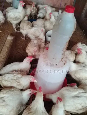 7week Old Broillers Available,40 Pieces.