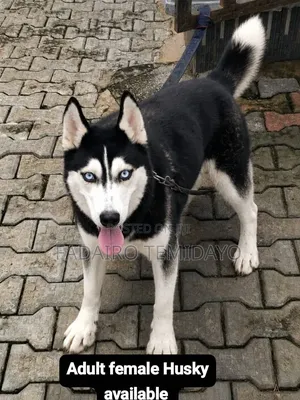 1+ year Female Purebred Siberian Husky