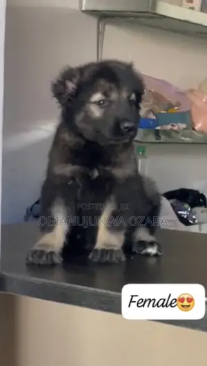 1-3 months Female Purebred American Eskimo