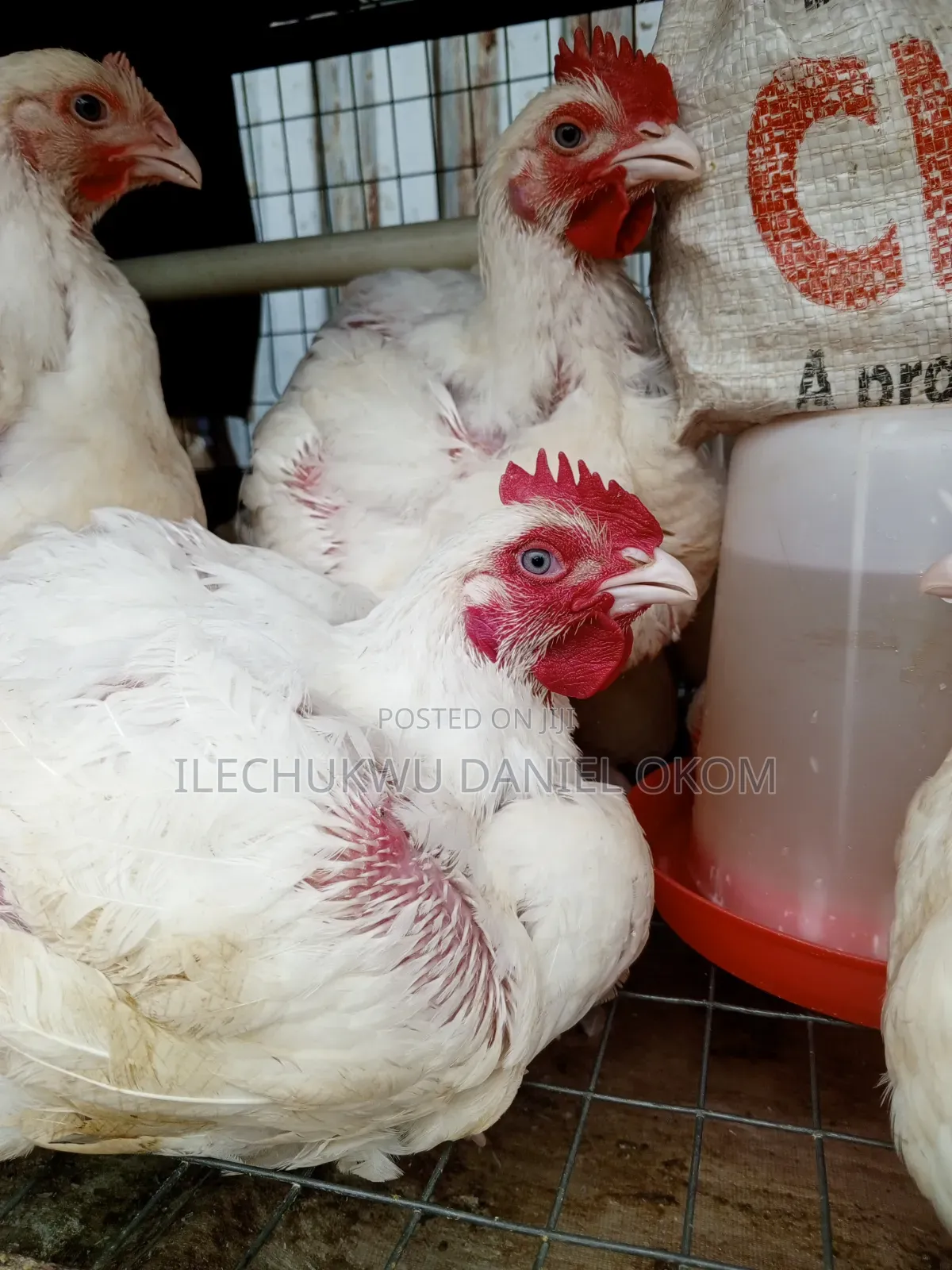 Live Broilers Chicken Ushafa Abuja