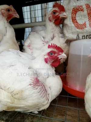 Live Broilers Chicken Ushafa Abuja