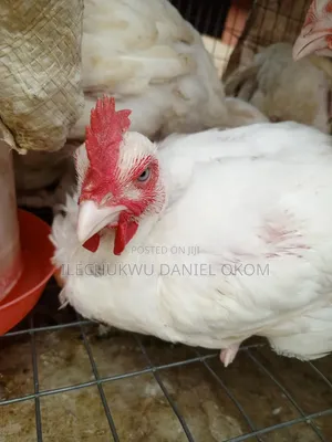 Live Broilers Chicken Ushafa Abuja