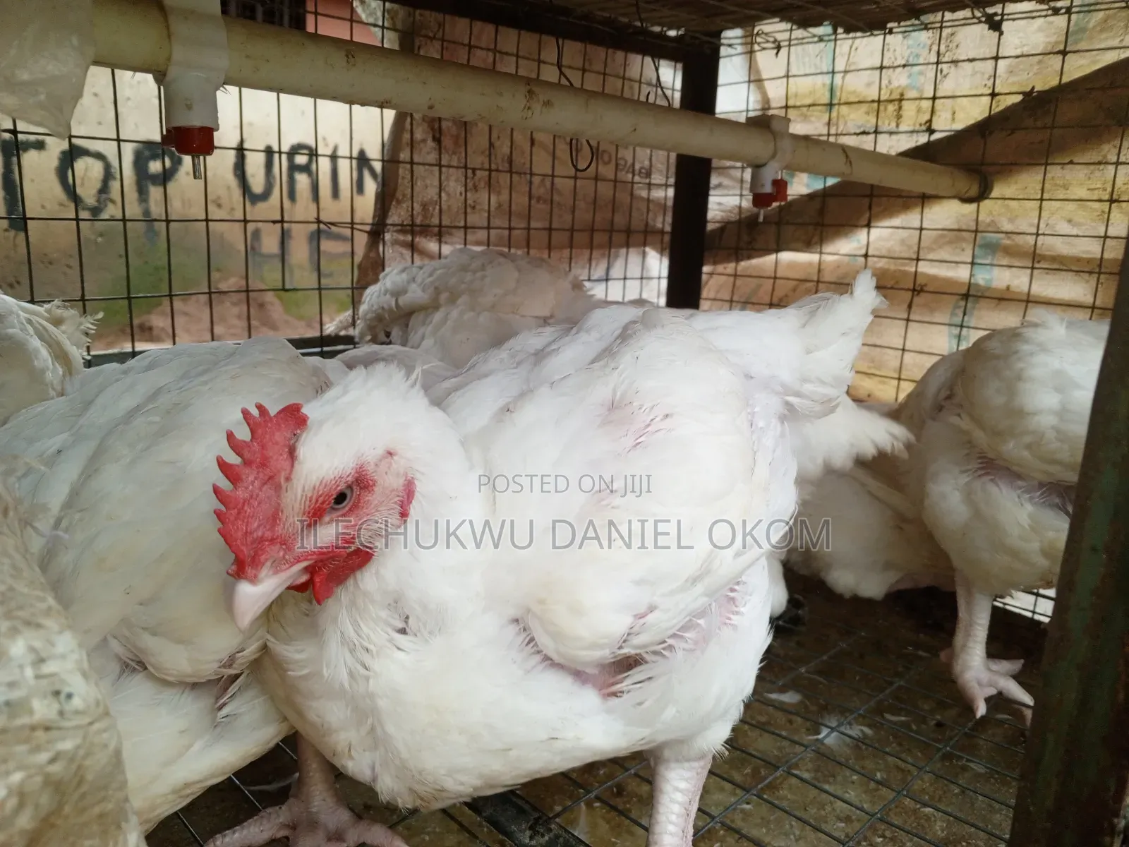 Live Broilers Chicken Ushafa Abuja