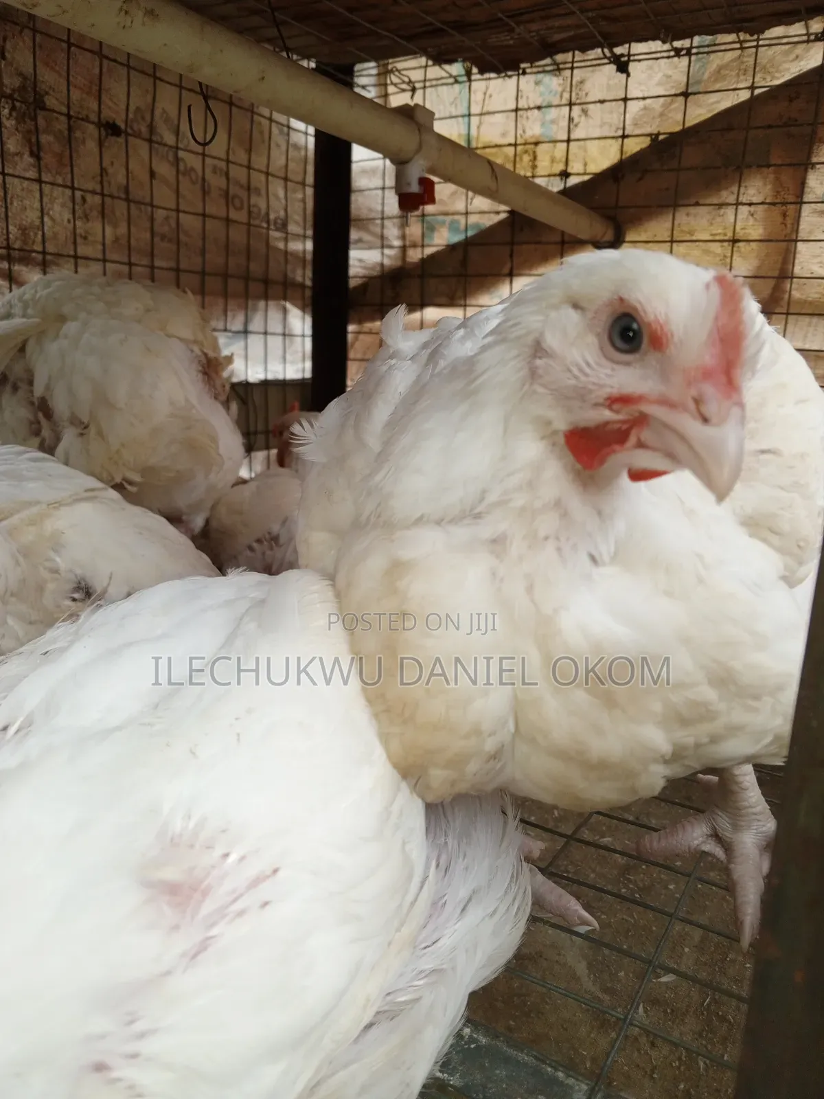 Live Broilers Chicken Ushafa Abuja