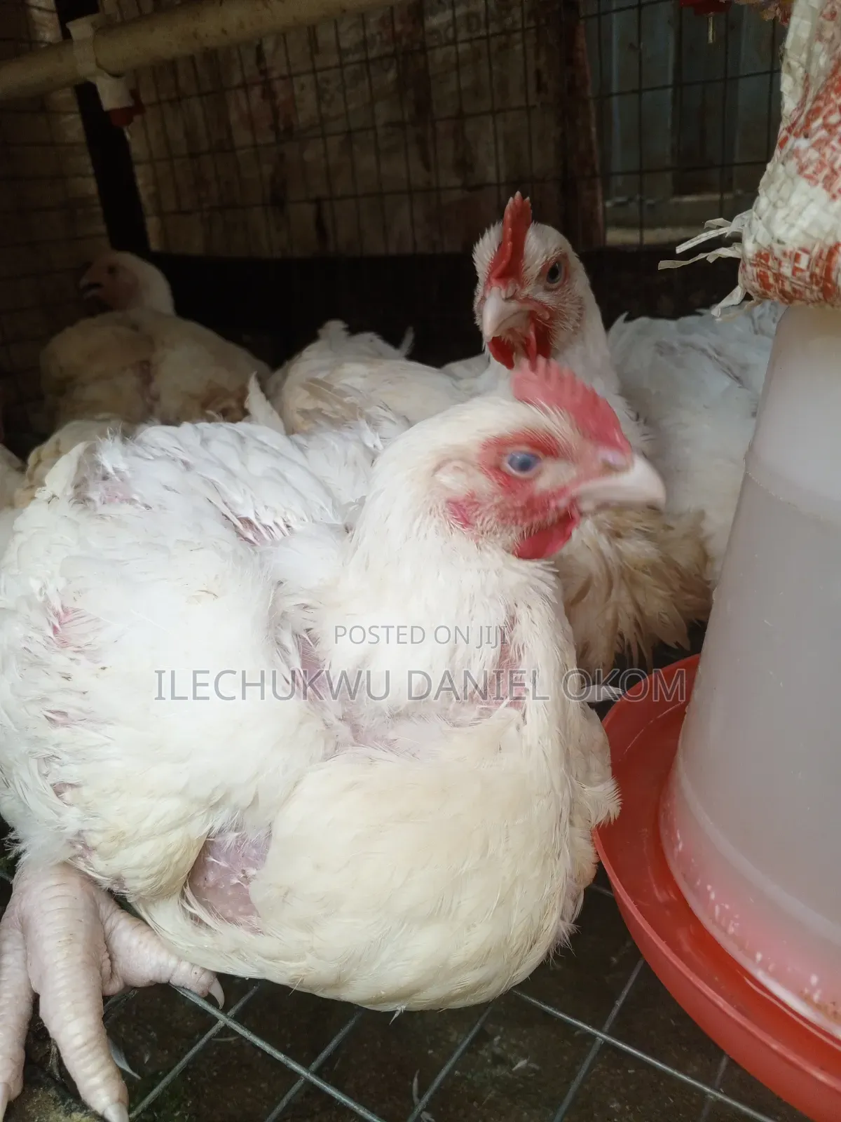 Live Broilers Chicken Ushafa Abuja