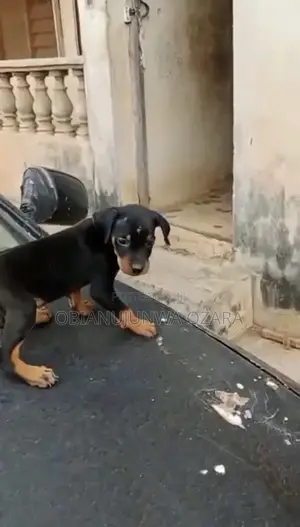 1-3 months Female Purebred Rottweiler