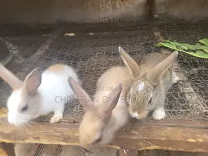Warner Rabbit