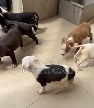 1-3 months Female Purebred Bull Terrier
