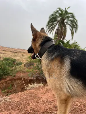 1+ year Male Mixed Breed German Shepherd