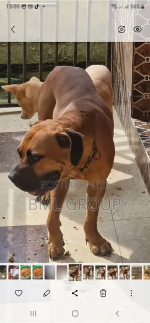 1+ year Male Purebred Boerboel