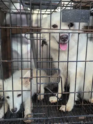 3-6 months Female Purebred American Eskimo