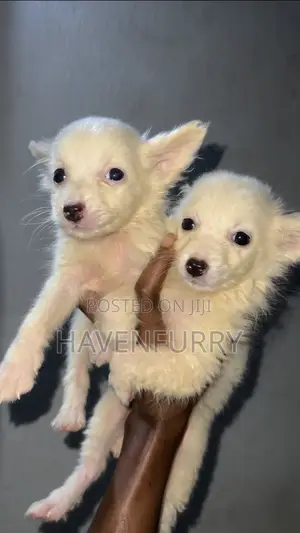 1-3 months Male Purebred American Eskimo