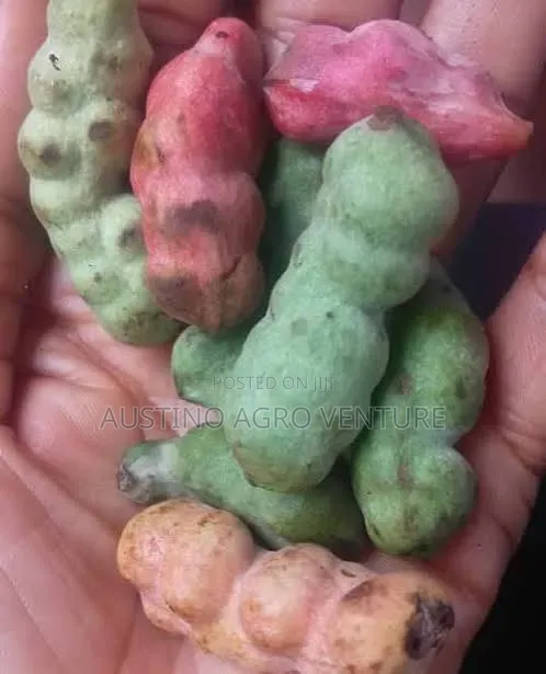 Pepper Fruit Seedlings