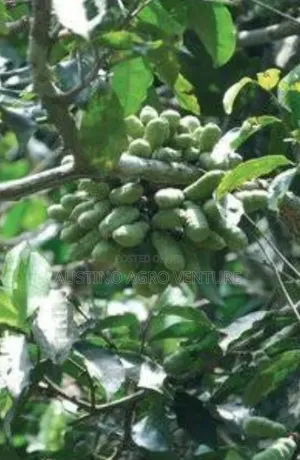 Pepper Fruit Seedlings