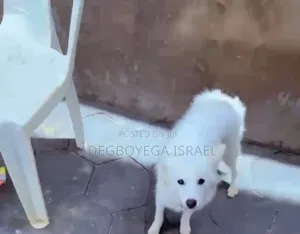 6-12 months Male Purebred American Eskimo