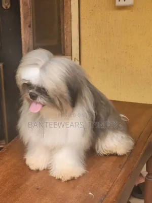 6-12 months Male Purebred Shih Tzu