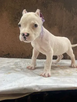 1-3 months Male Purebred American Bully