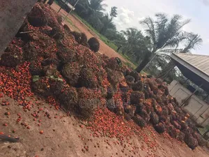 Sales of Oil Palms Bunches in Tonnage