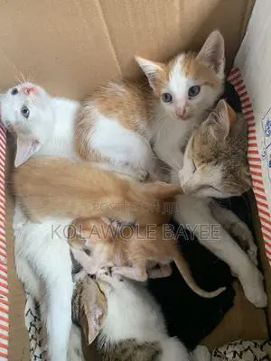 3-6 months Female Mixed Breed American Shorthair