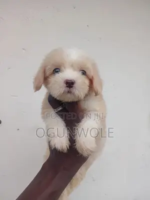 1-3 months Male Purebred Lhasa Apso