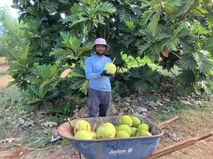 Breadfruit Seedlings