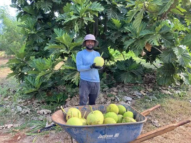 Breadfruit Seedlings