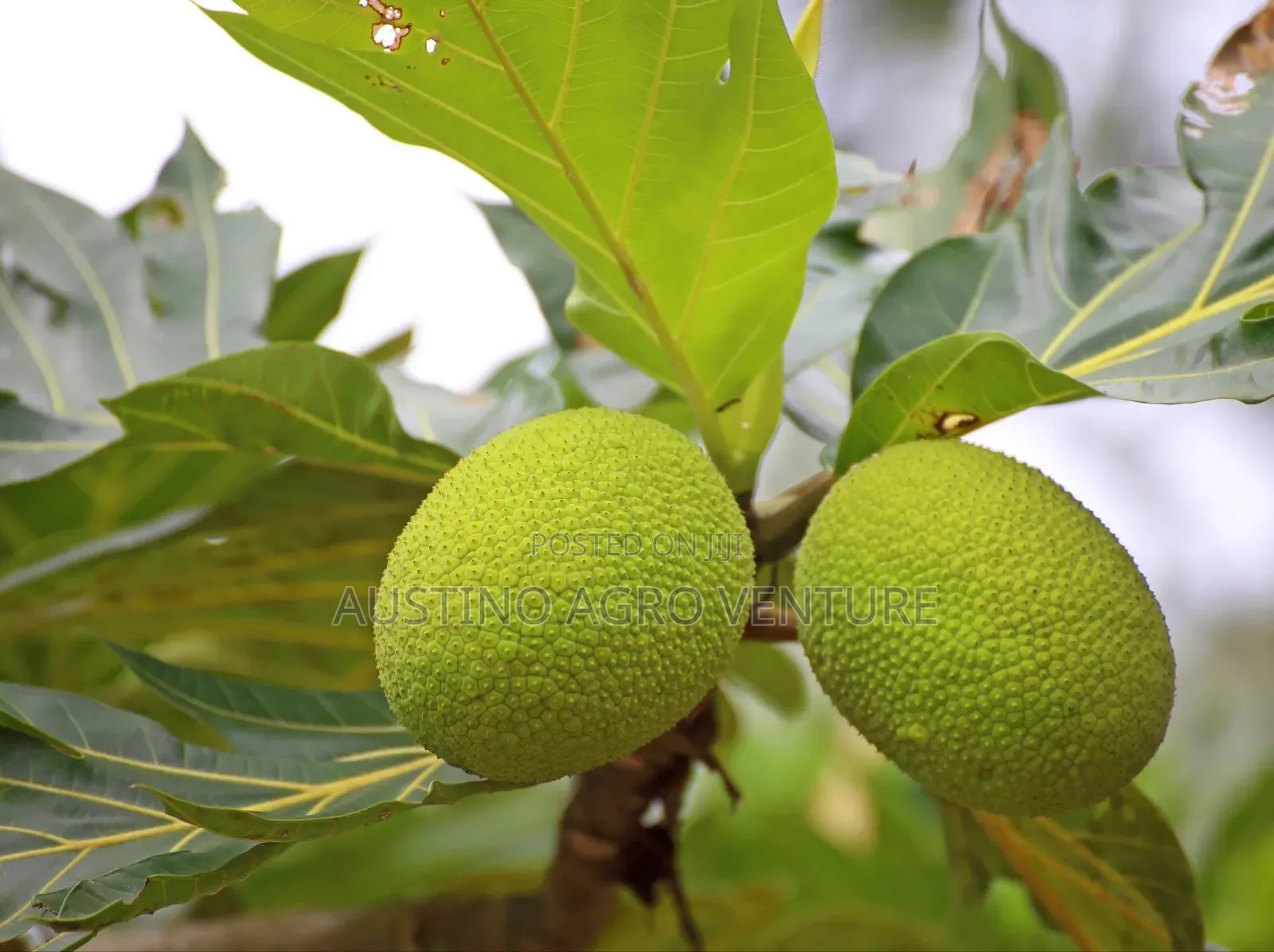Breadfruit Seedlings