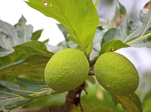 Breadfruit Seedlings