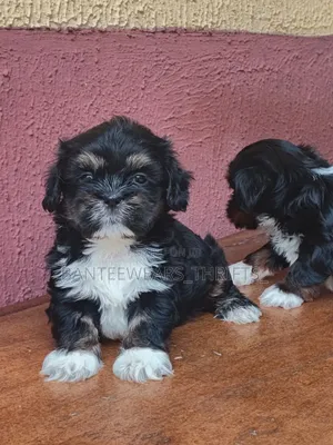 1-3 months Female Purebred Lhasa Apso