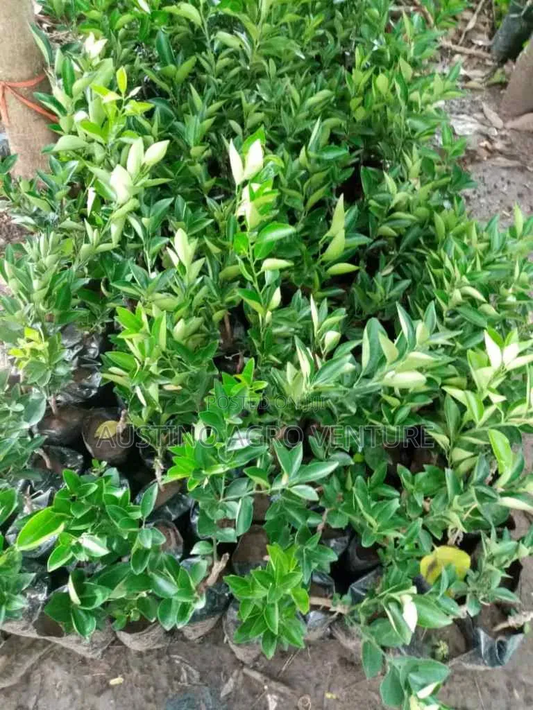 Budded Tangelo Fruit Seedlings
