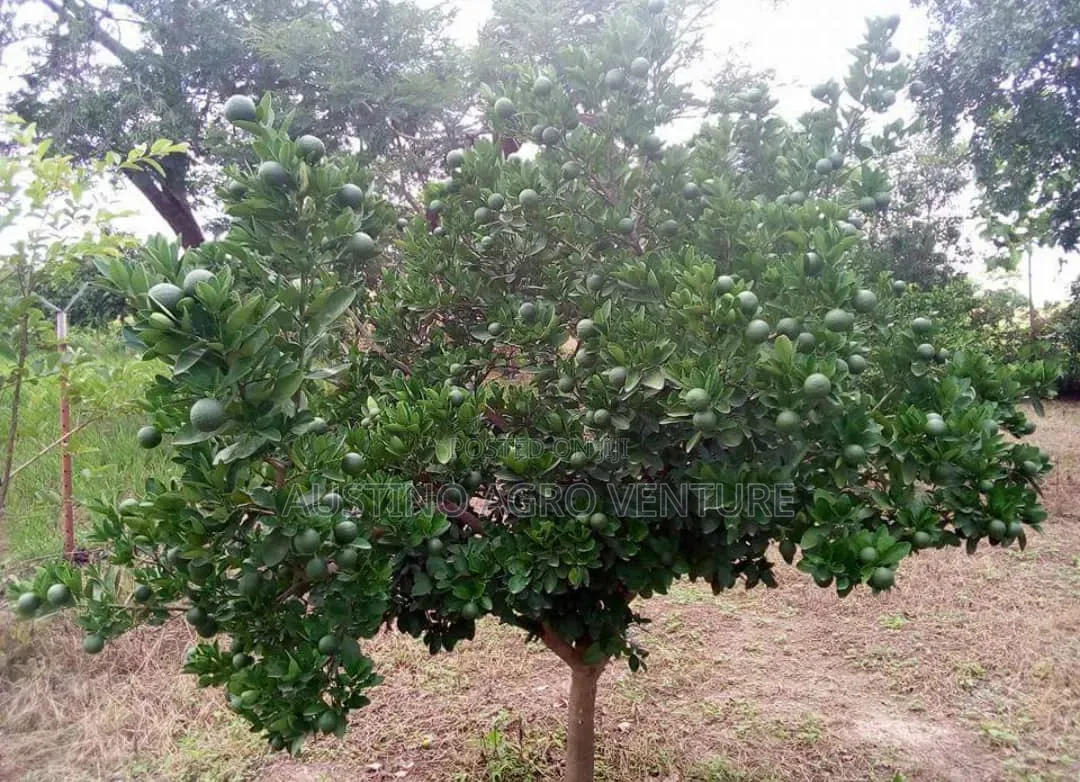 Budded Tangelo Fruit Seedlings