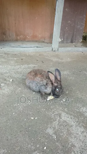 Rabbits for Sale