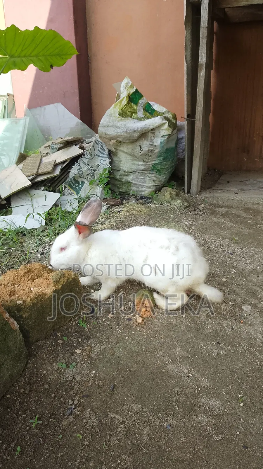 Rabbits for Sale