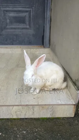 Rabbits for Sale