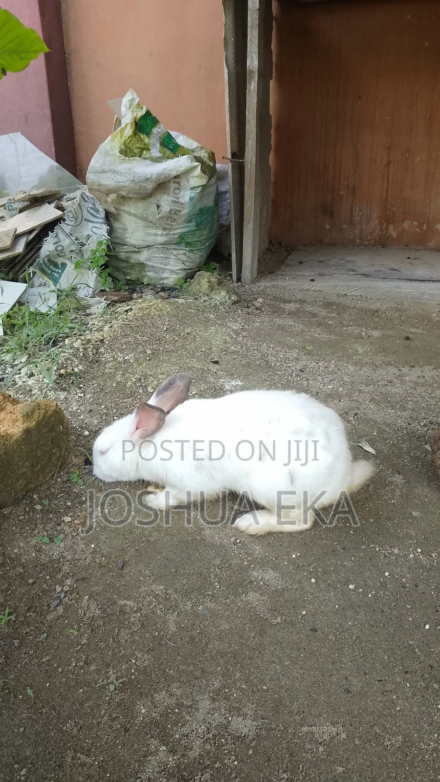 Rabbits for Sale