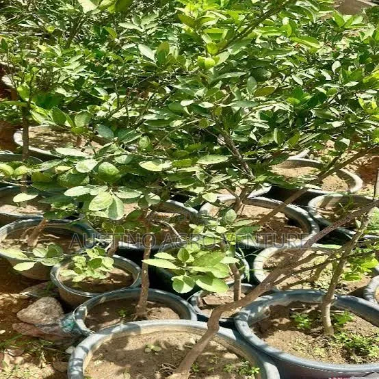 Budded Lemon Seedlings