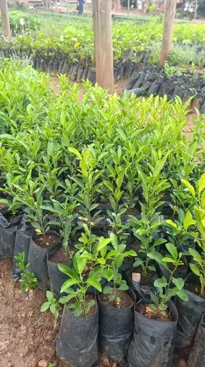 Budded Lemon Seedlings