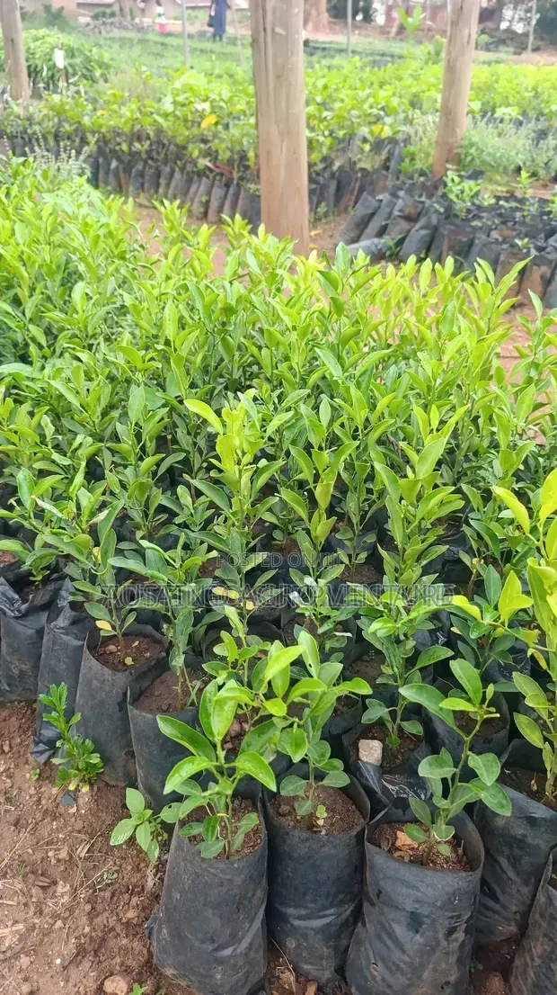 Budded Lemon Seedlings