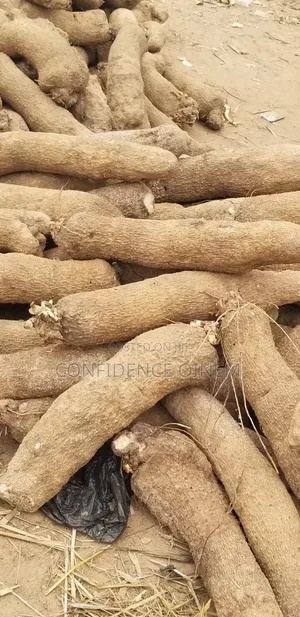 Sweet White Yam