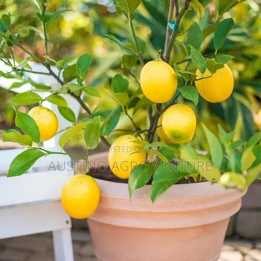 Budded Lemon Seedlings