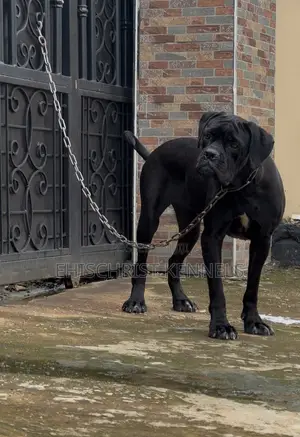 1+ year Female Purebred Cane Corso