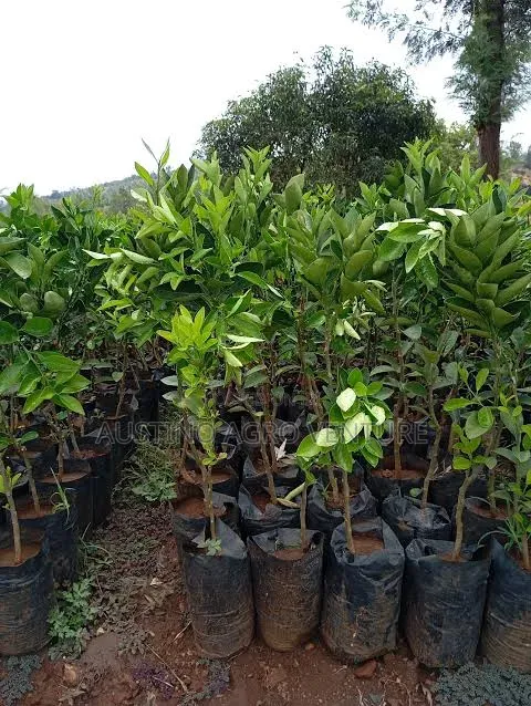 Budded Lime Seedlings