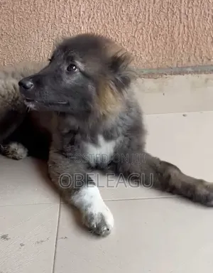 1-3 months Male Purebred Caucasian Shepherd