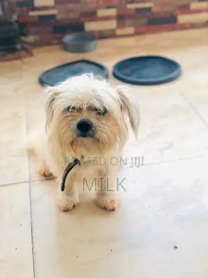 6-12 months Female Purebred Lhasa Apso
