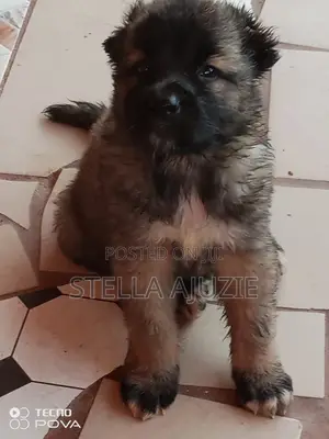 1-3 months Female Purebred Caucasian Shepherd