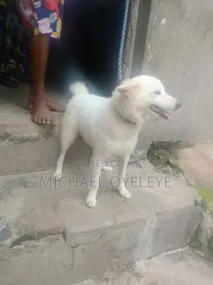 1+ year Male Purebred American Eskimo