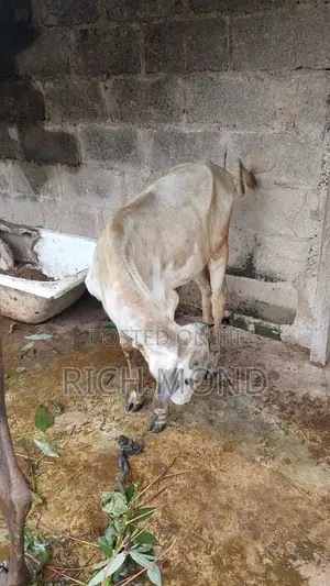 2 Baby Cows, 1 Ram