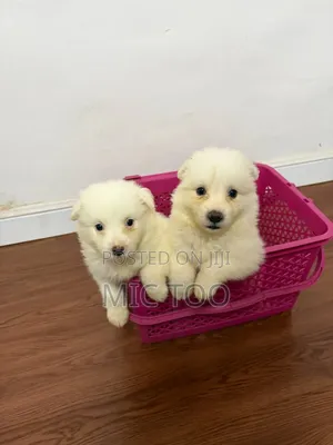 1-3 months Male Purebred American Eskimo