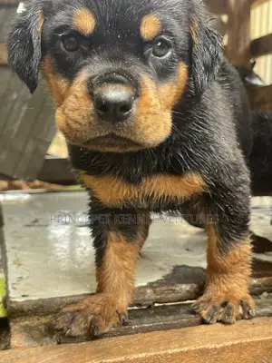 1-3 months Male Purebred Rottweiler