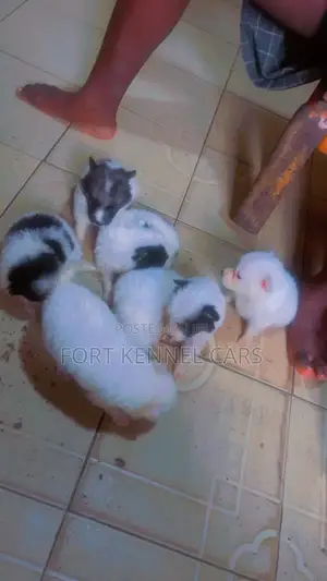 1-3 months Female Purebred American Eskimo